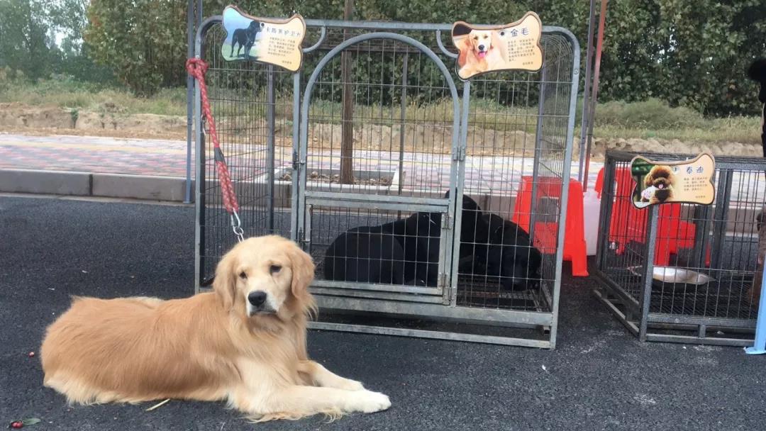 中國·南和第二屆寵物產業(yè)博覽會