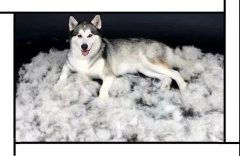 毛質(zhì)差、過度脫毛？華興重磅推出犬美毛處方糧