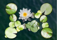 夏至丨夏花燦爛，愛至美好